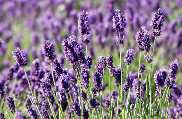 English Lavender