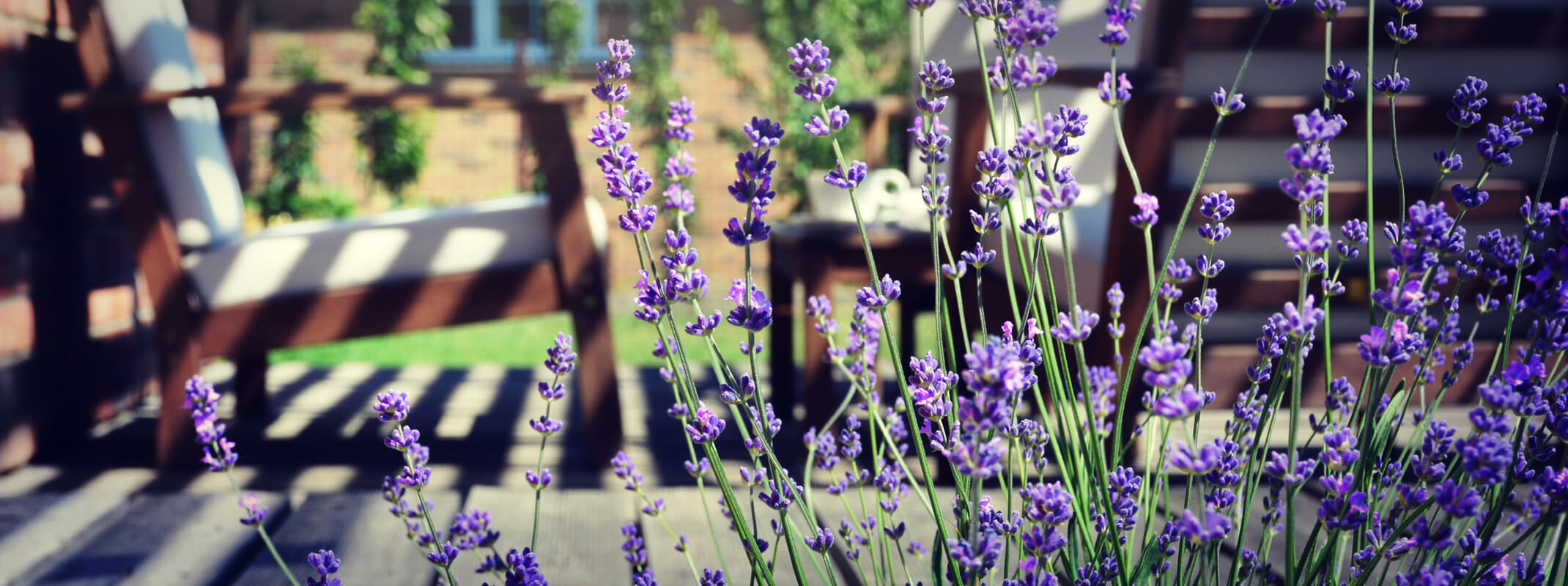 Close up of growing lavender in foreground with blurred patio in the background