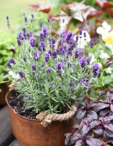 Potted lavender in bronze container sitting on wooden boards surrounded by other potted herbs and flowers