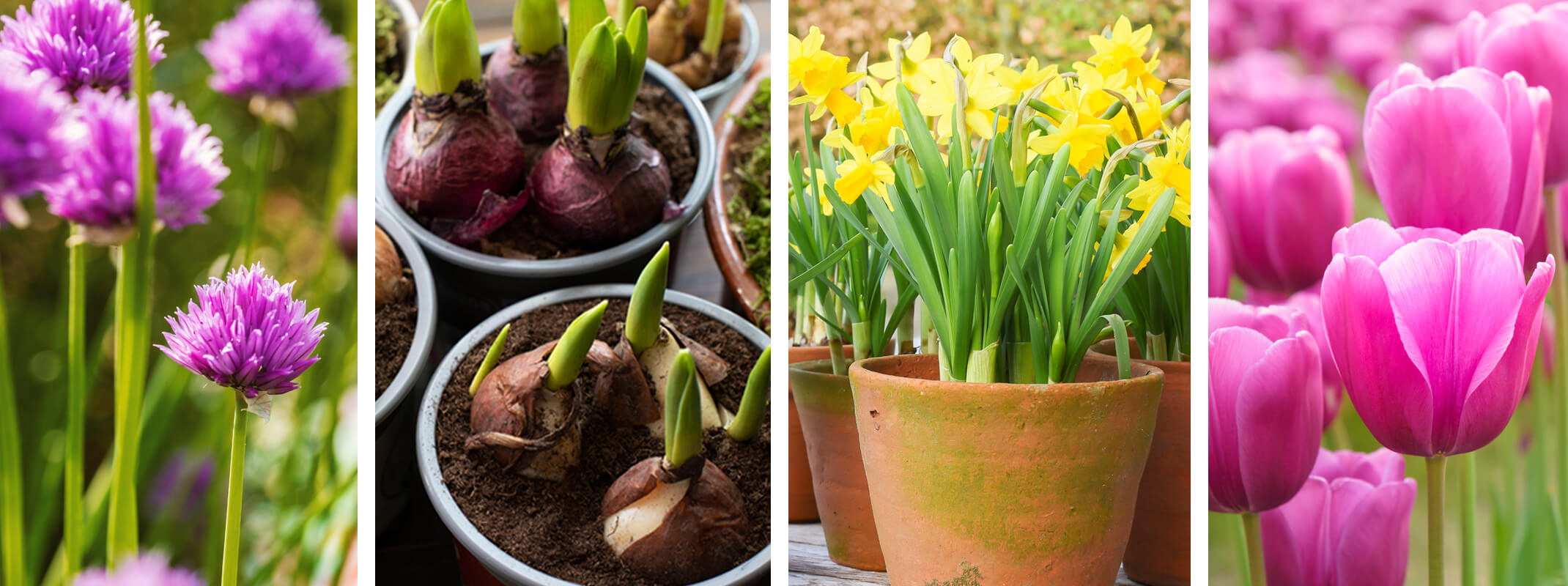 Spring flowering bulbs including allium, pots of tulips bulbs ready to start growing, potted daffodils and pink tulips