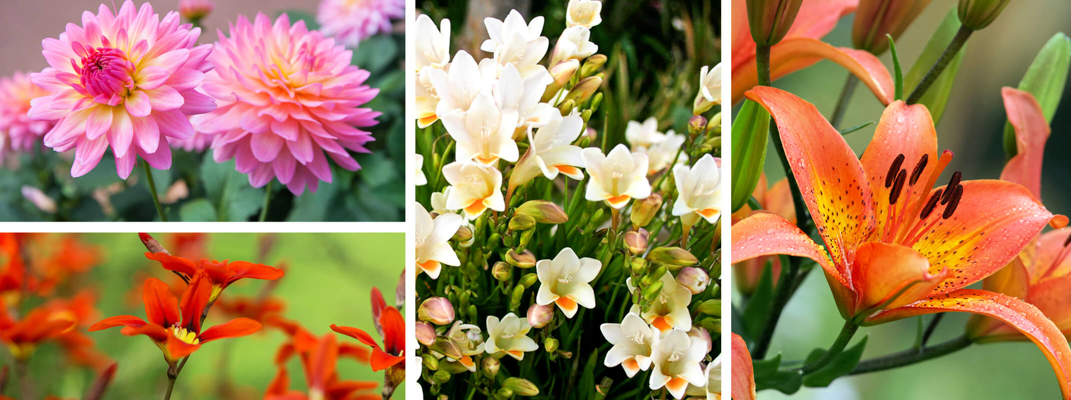 Summer flowering bulbs which include pink dahlias, red sparaxis, white freesia and orange tiger lilies