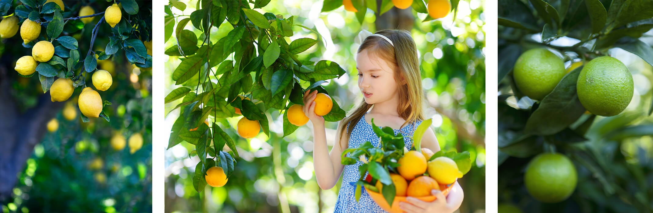 A collage of 3 images: a lemon tree, a young girl picking oranges, and limes on a tree