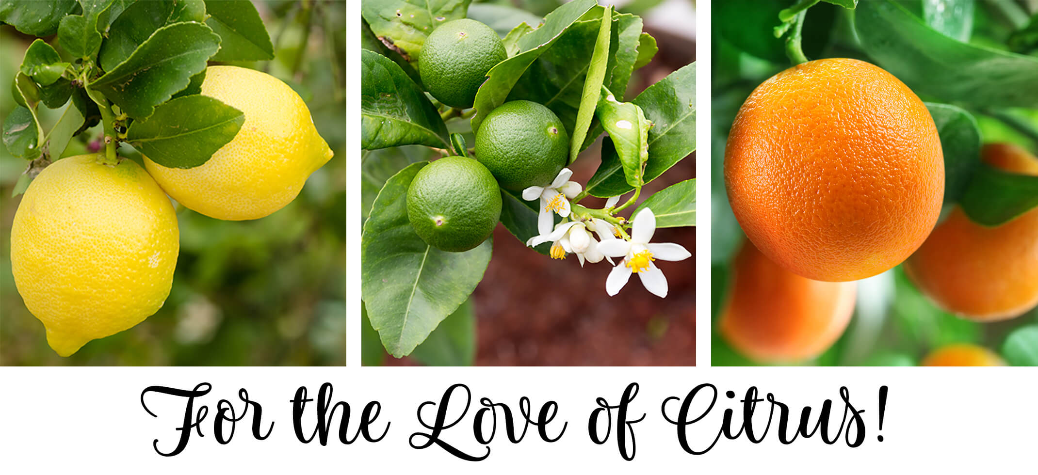 Text: For the Love of Citrus with 3 image closeups: lemons, limes with flowers, and oranges each on trees