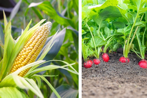 2 images: a closeup of a corn stalk in the garden and radishes growing in the garden