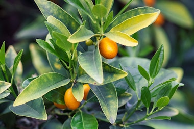 Meiwa kumquats growing on a tree