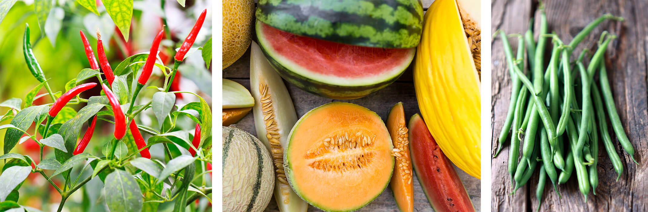 collage of 3 Warm-season veggies: peppers growing in garden, a selection of summer melons on a wooden table, and fresh green beans on a wooden table