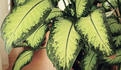 Dieffenbachia houseplant sitting on the floor up close 