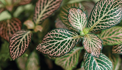 Nerve plant houseplant up close shows dark green leaes with light veins and pink -ish color aglow