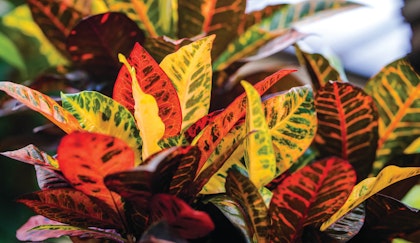 Croton houseplant