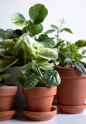 potted assorted varieties of peperomia houseplants