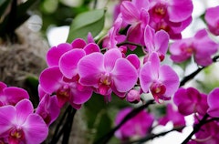 Orchid