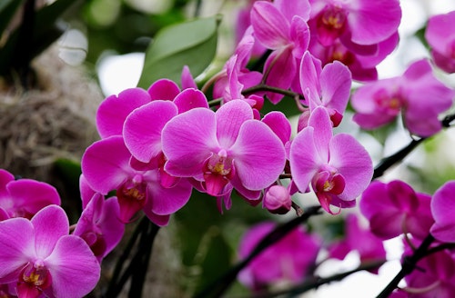 Orchids