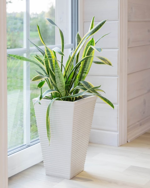 Sansevieria or Snake plant houseplant large in white container next to bright window