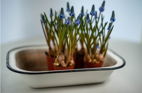Grape hyacinth bulbs planted in small pots and place in white hand washing basin