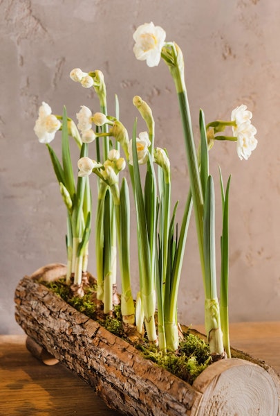 Spring bulbs planted and blooming from a log