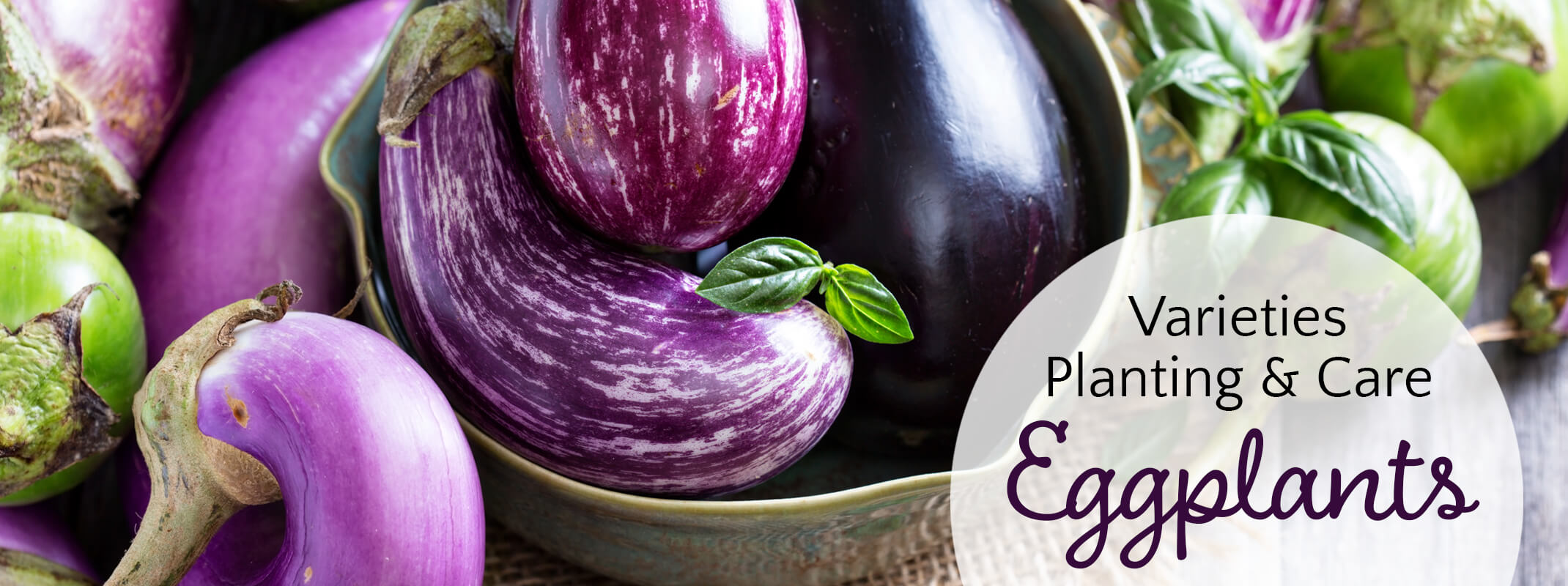 Different types of eggplants on the table and on a plate with the words, "Varieties, Planting & Care Eggplants" on the picture