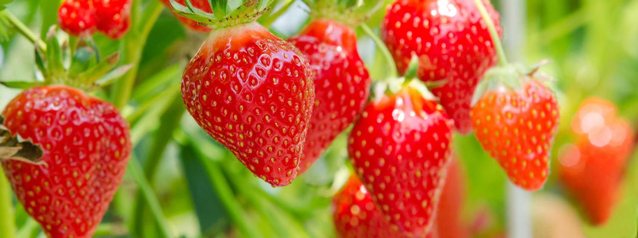 Red, ripe strawberries hanging from the fine