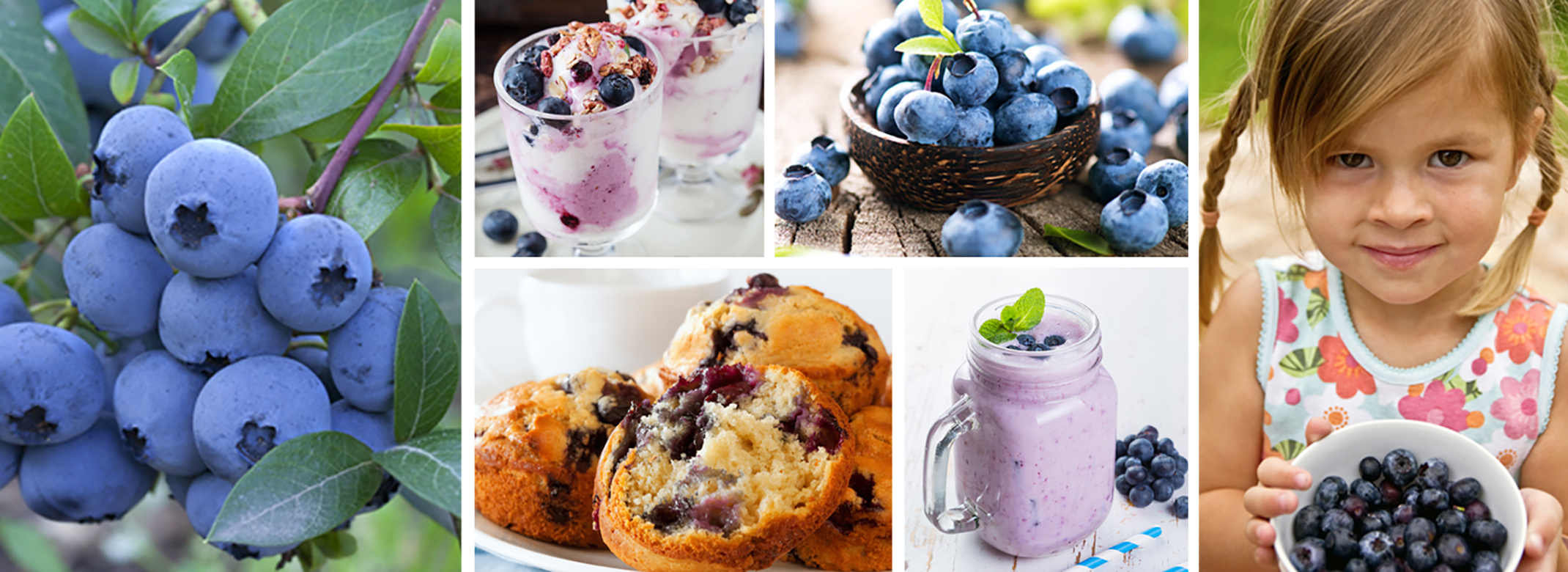 Blueberries, blueberries and yogurt, blueberry muffins, and little girl holding blueberries