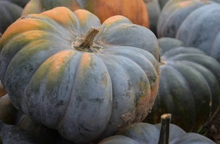 A few Jarrahdale pumpkins stacked on one another