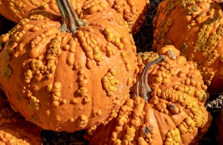A bunch of Warty Minion pumpkins stacked on one another