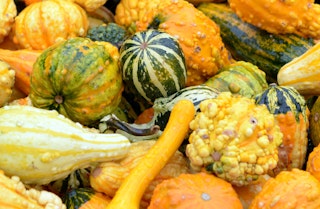 An assortment of gourds or pumpkins together