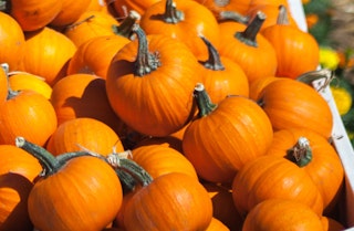 A bunch of Wee B Little pumpkins stacked on top of each other in a bin