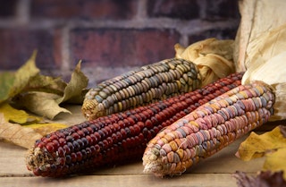 3 pieces of ornamental corn lying on a wooden table with fall leaves around