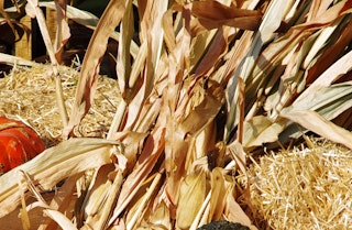 Corn stalks lying on bales of hay with a couple of pumpkins sitting near by