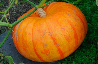 A single cinderella pumpkin still on the vine