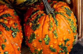 A couple knucklehead pumpkins sitting on the ground