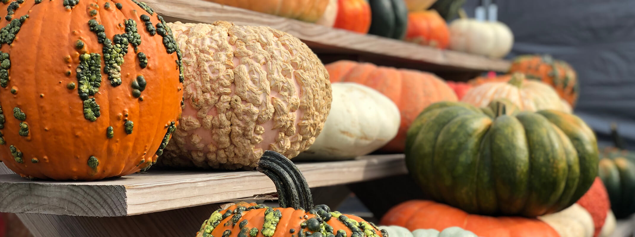 An assortment of different kinds of pumpkins on different levels of wooden steps