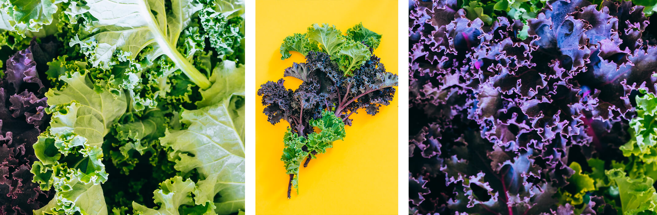 3 images of kale: closeup of mostly green kale, green and purple kale on a yellow background, and mostly purple kale closeup