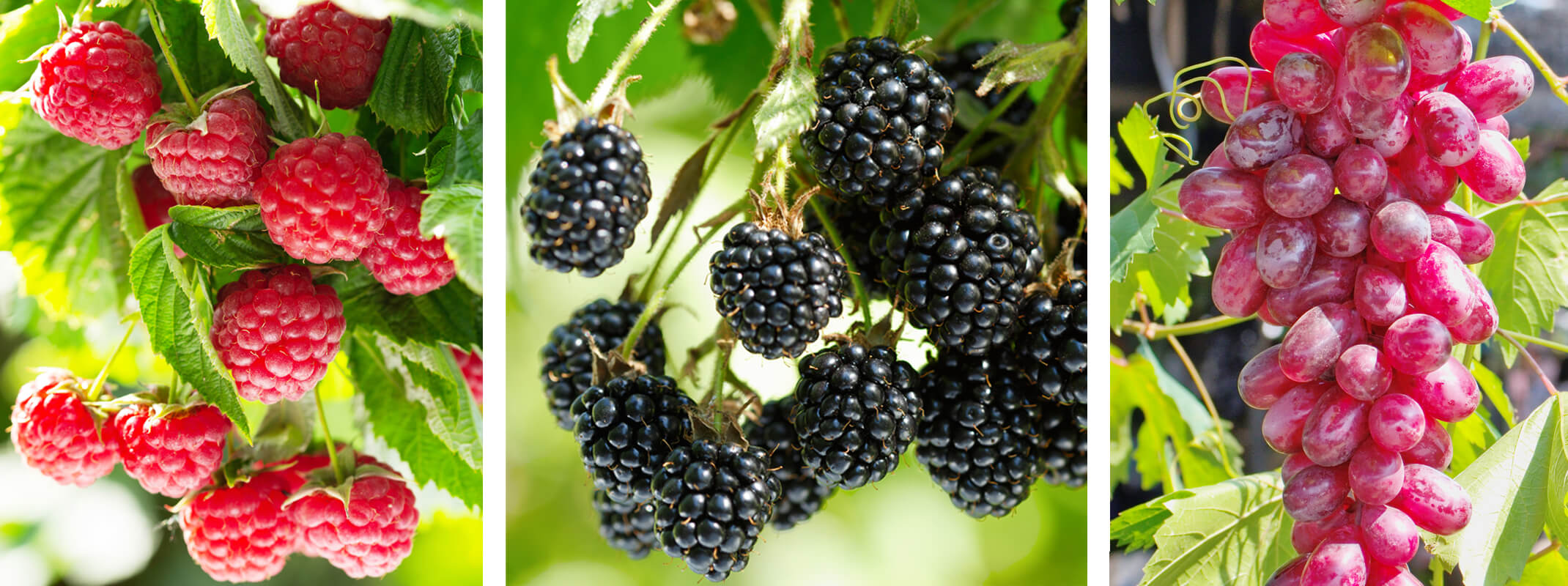 Fresh raspberries on the vine, raspberries and flame seedless grapes