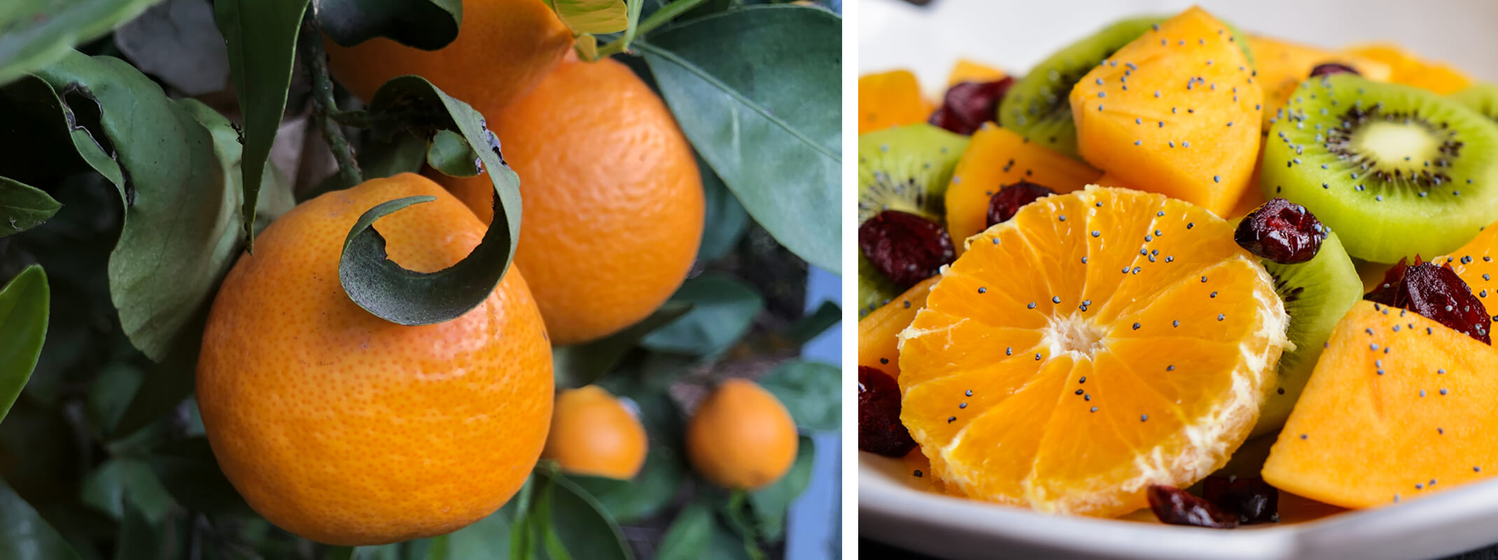 Tangelos on a tree and tangelo slices on a fruit salad