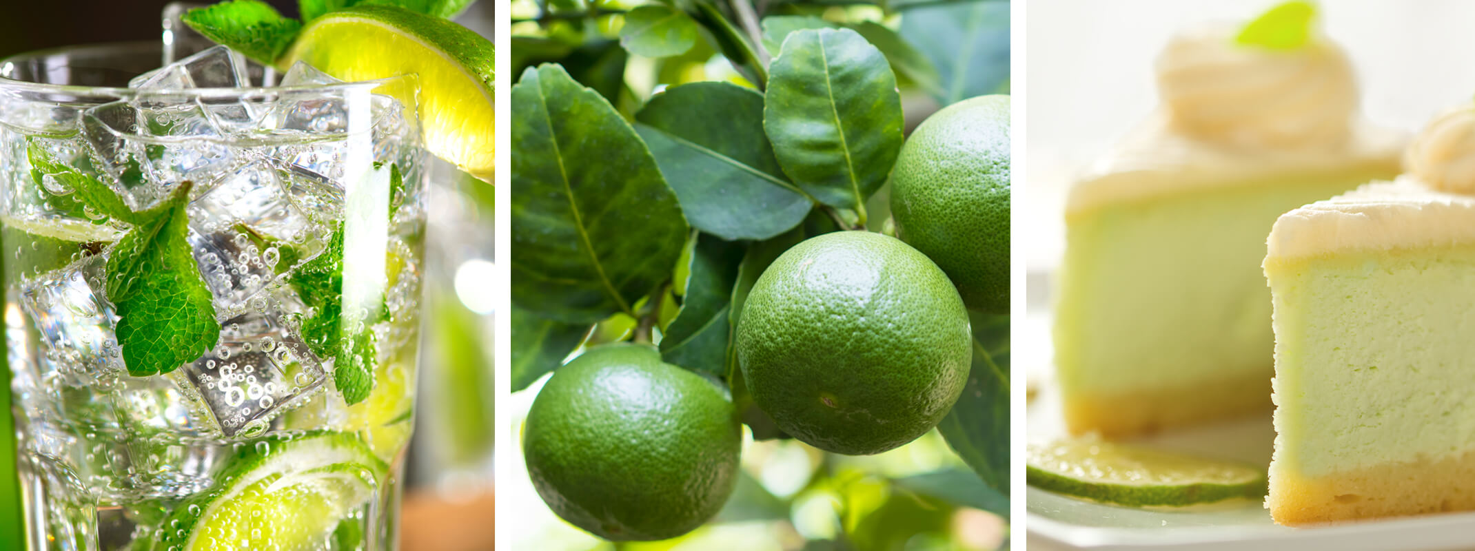 Lemon citrus with lemons shown on a lemon tree, lemonade and lemon bars