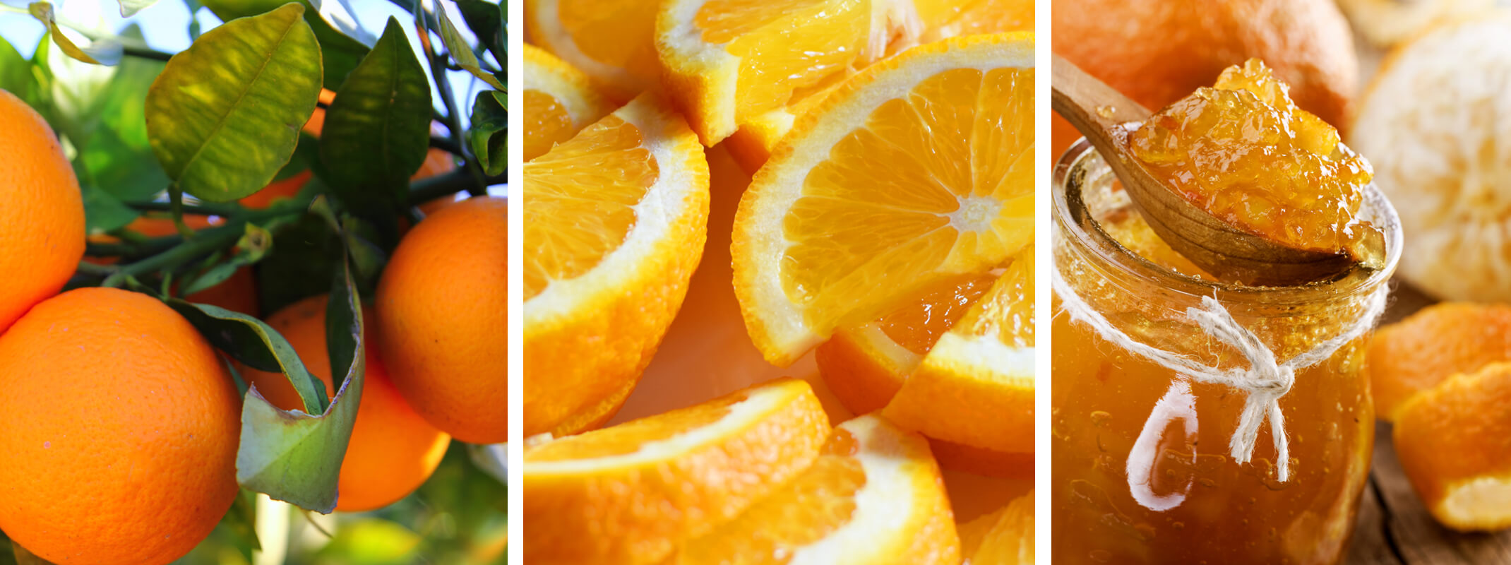 Oranges on a tree, orange slices and orange marmalade in a jar with oranges in the background