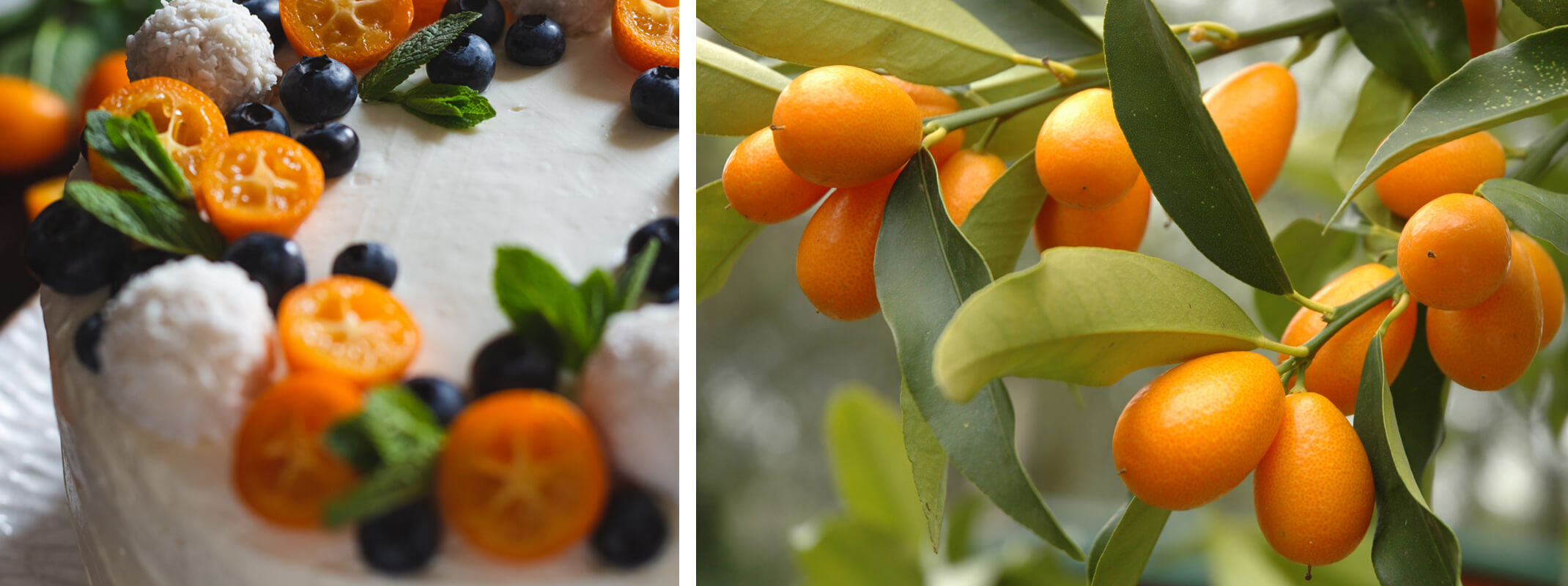 Kumquats sliced on a desert cake, and kumquats on a tree