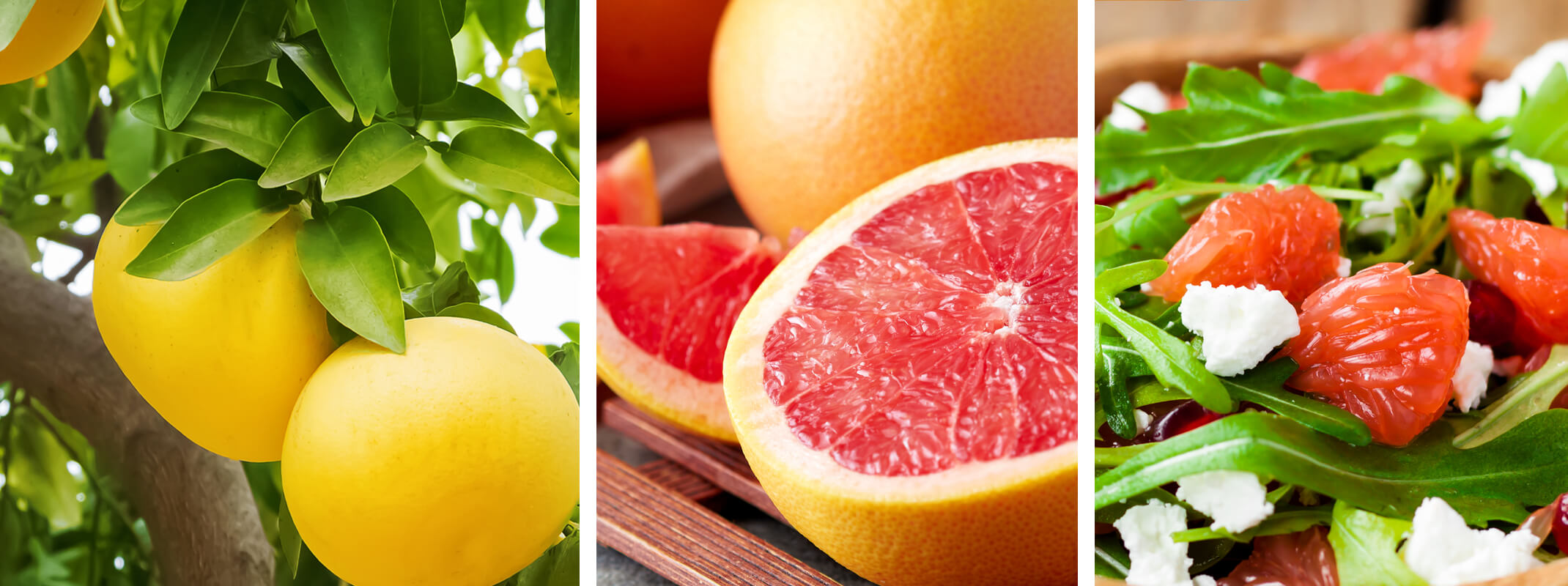 Grapefruit on a tree, sliced grapefruit and a grapefruit salad