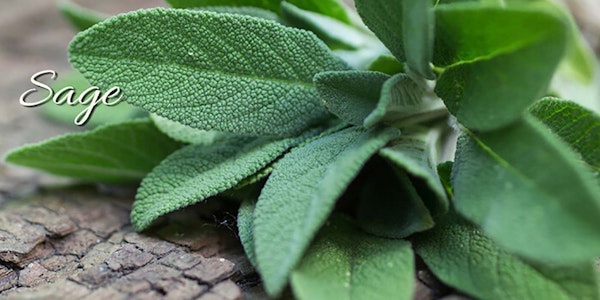 A bundle of fresh sage sitting on a piece of bark with the word "Sage" on the image