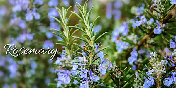 A close up image of rosemary herb blooming with purple flowers with the word "Rosemary" on the image