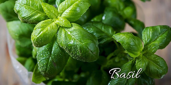 Fresh sprayed sweet basil uncut in a bowl with the word "basil" on the image