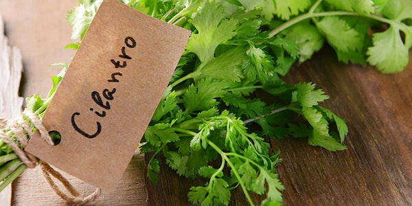 A bunch of cilantro tied in twine with a brown tag on it that reads "Cilantro"