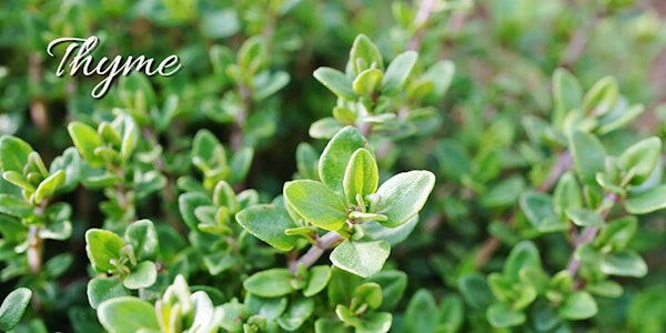 A close up image of thyme with the word "thyme" on the image