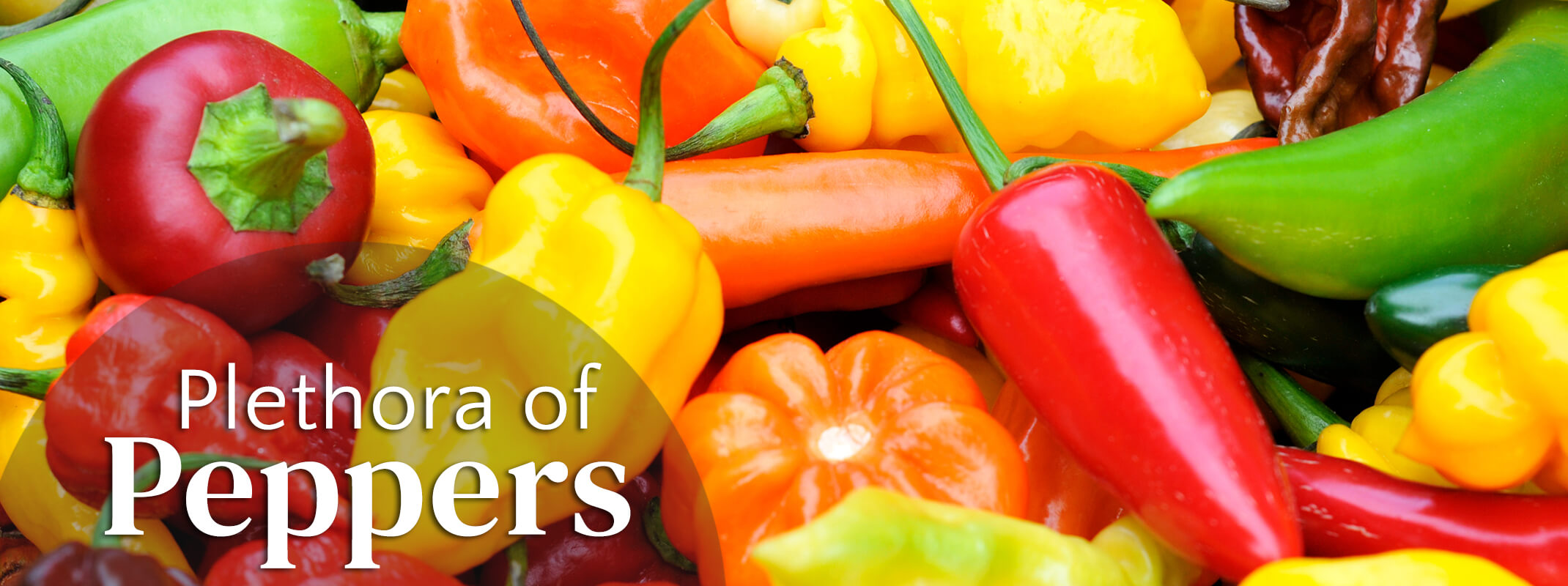 Sweet and hot peppers in an assortment of colors piled together up close with the words "Plethora of Peppers" on the image