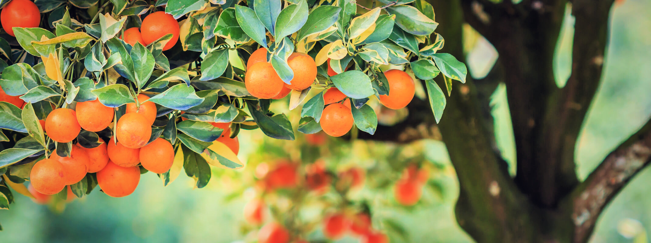 Orange tree with lots of ripe oranges hanging and ready to be picked