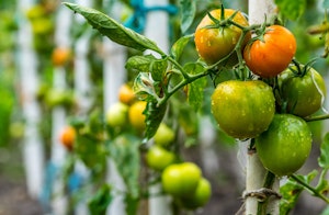 Tomatoes growing on vine