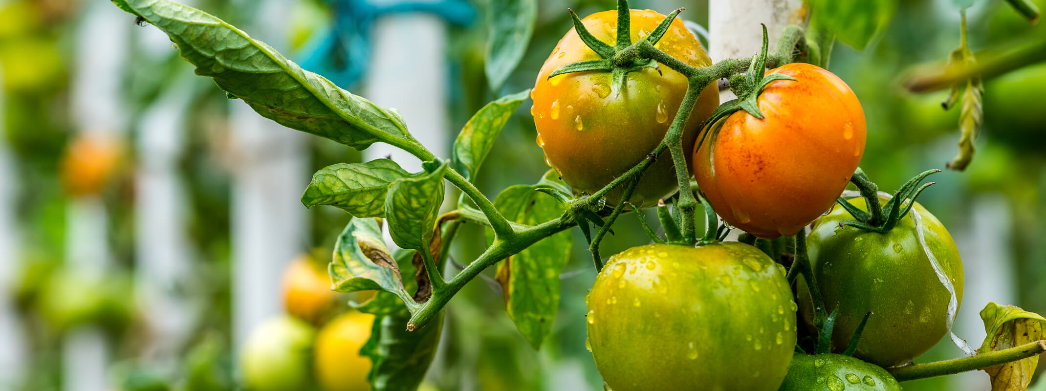 Green tomatoes ripening on a vine with additional tomatoes in the background green and growing