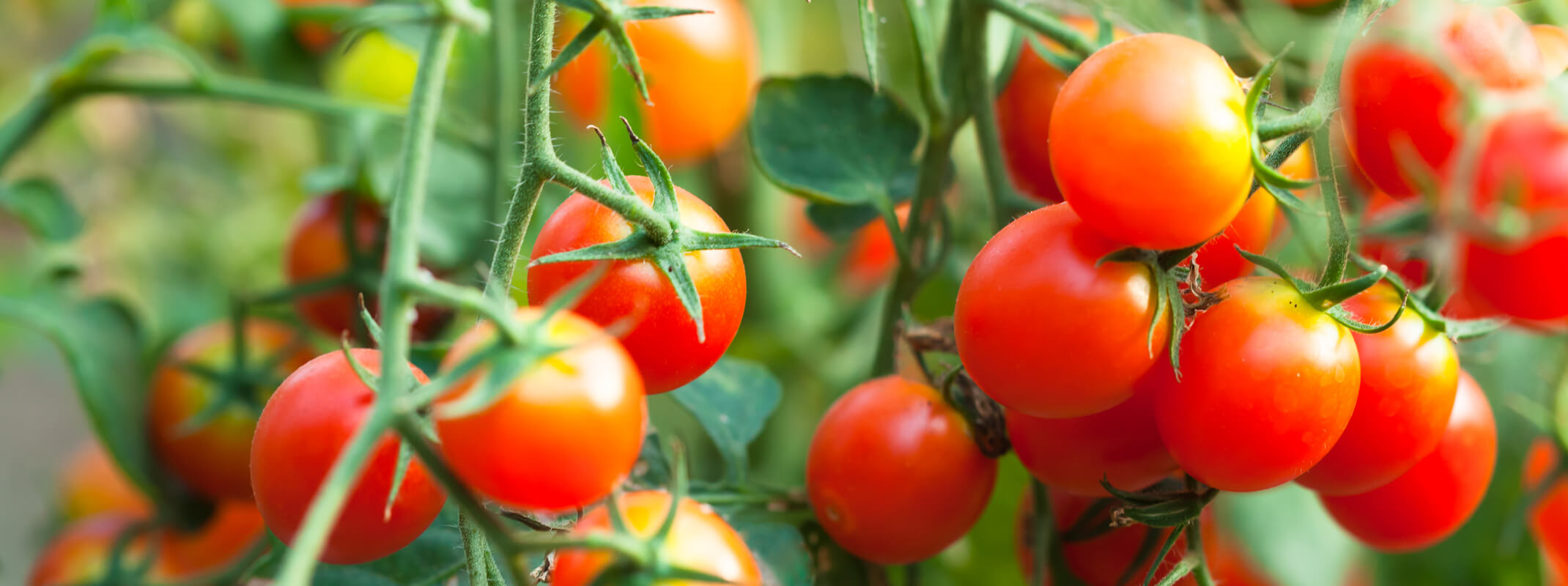 Close up of ripe cherry tomatoes on the vine of the plant