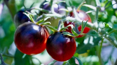 Black cherry tomatoes growing on the vine