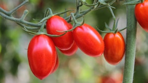 Cherry tomato and Juliet grape